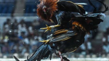 ไก่ชนป่าก๋อยทุบหลัง พนันไก่ชนที่เว็บไซต์ Ufabet บริการเดิมพันขั้นต่ำ 10 บาท เลือกแทงได้ตั้งแต่ 1 คู่ สูงสุด 12 คู่ต่อบิล